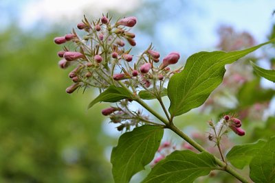 Kolkwitzia amabilis - kolkwitzie krásná - jarní větévka